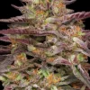 Cob Salad1