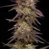 Humboldt Seed Co – COB Salad Strain – Fem Photo - Image 2