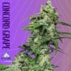 Altitude Genetics – Concord Grape Strain – Auto Fem – 3 Pack - Image 2