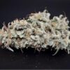 Kindway Farms – Cooter Kush Strain – Fem Photo 5 Pack - Image 2