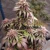 Tru Leaf Genetics – The Cosmoses Strain – Reg Photo 10pack - Image 3