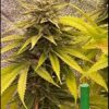 Tru Leaf Genetics – The Cosmoses Strain – Reg Photo 10pack - Image 2