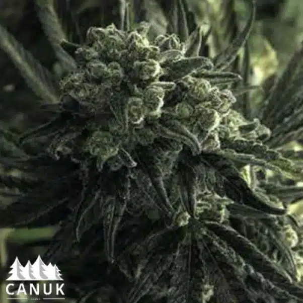 Critical Mass | Canuk Seeds | FEM Photoperiod Seeds