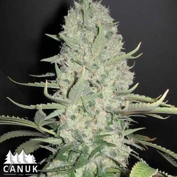 Critical Widow | Canuk Seeds | FEM Photoperiod Seeds