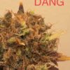 Gem Seeker Genetics - DANG Strain - Fem Auto 6 Pack - Image 2