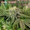 Seed Canary - Devil’s Blanket Strain - Photo Reg - 12 Pack - Image 2