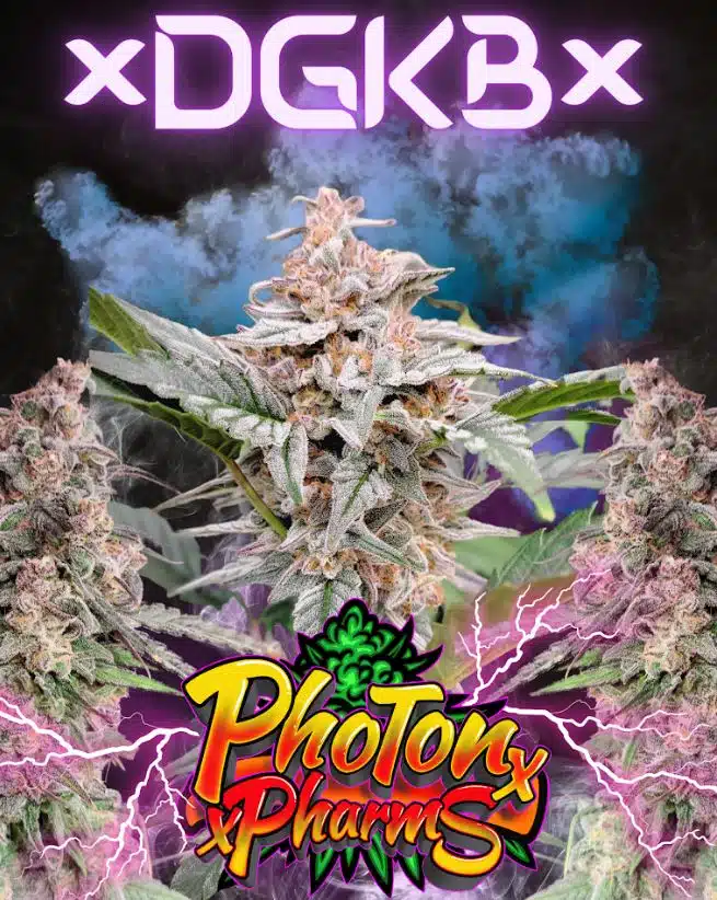 Photon Pharms – DGKB Strain – Auto Fem – 3 Pack