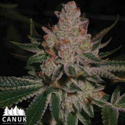 The Do Si Dos by Canuk seeds