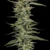 Humboldt Seed Co – Donutz Triploid Strain – Fem Photo - Image 2