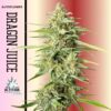 Altitude Genetics – Dragon Juice Strain – Auto Fem – 3 Pack - Image 2