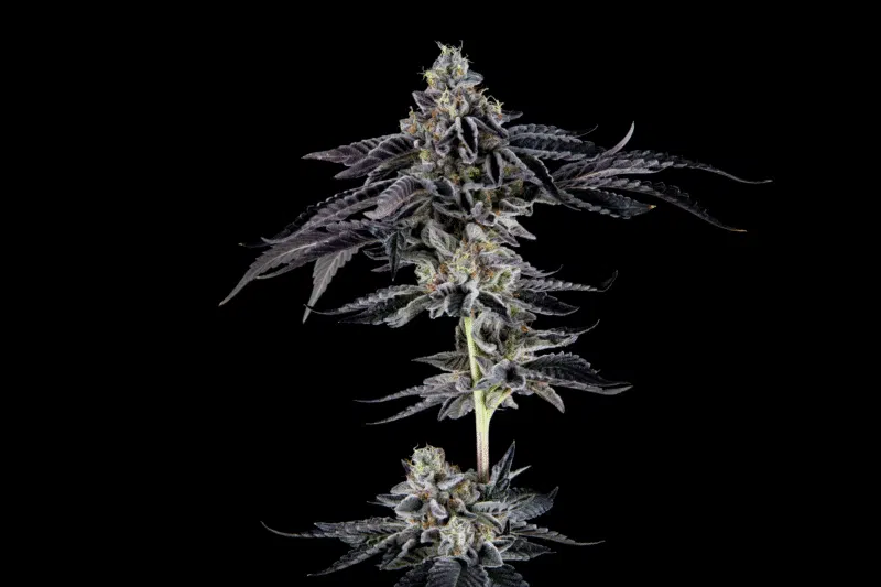 Dread Zepplin Strain ( James Loud Collab ) | Mosca Seeds | Fem Photo | 6 Pack
