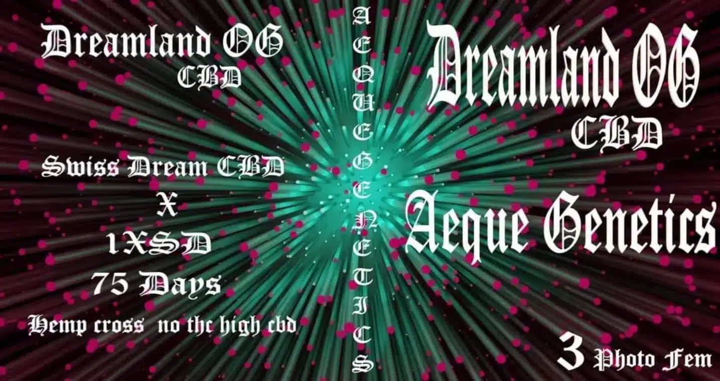 Dreamland OG CBD | Aeque Genetics | FEM Photoperiod Seeds