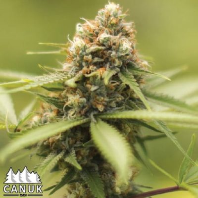 The Durban Poison by Canuk seeds