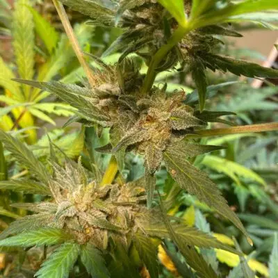 Sofem Genetics – Detroit White Lights Strain – Auto Fem – 3 Pack