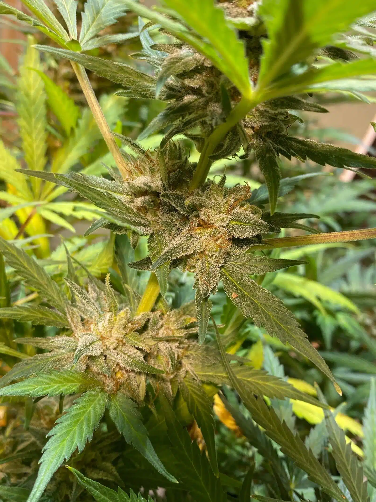 Sofem Genetics – Detroit White Lights Strain – Auto Fem – 3 Pack