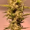 Freeworld Genetics – Early Riser Strain - Fem Photo – 3+1 Pack - Image 2