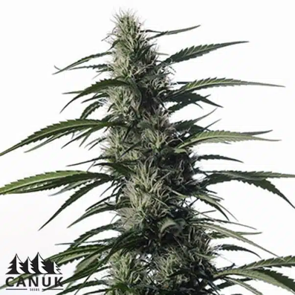 Elixir CBD Auto | Canuk Seeds | FEM Autoflower Seeds