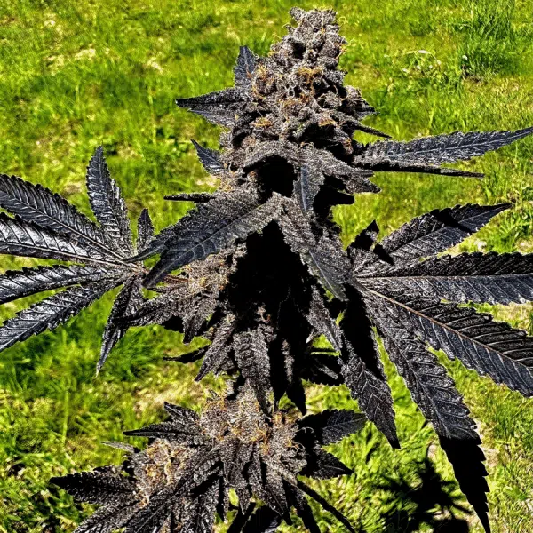 Event Horizon | Exotic Genetix | FEM Photoperiod Seeds