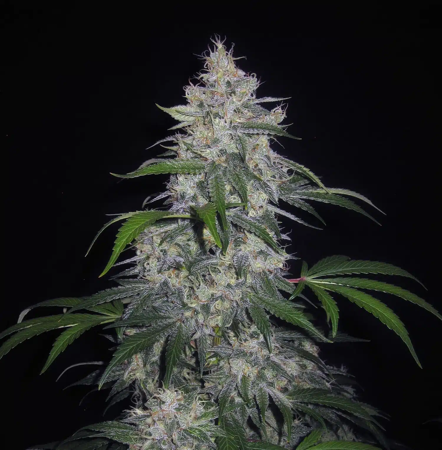 Fantasmo Express Auto | Mephisto Genetics | FEM Autoflower Seeds