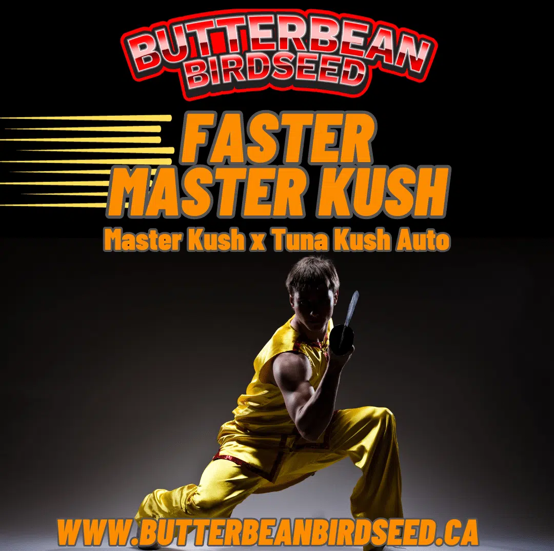 Faster Master | Butter Bean Birdseed | FEM Fast Photoperiod Seeds