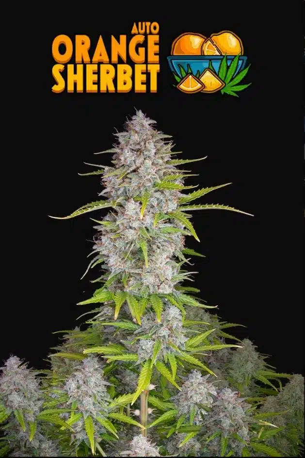 Orange Sherbet Auto | Fast Buds | FEM Autoflower Seeds
