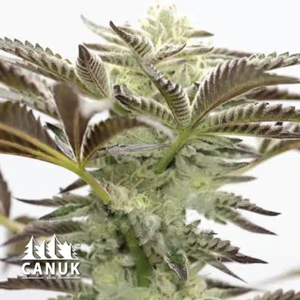 Cake Bomb | Canuk Seeds | FEM Photoperiod Seeds