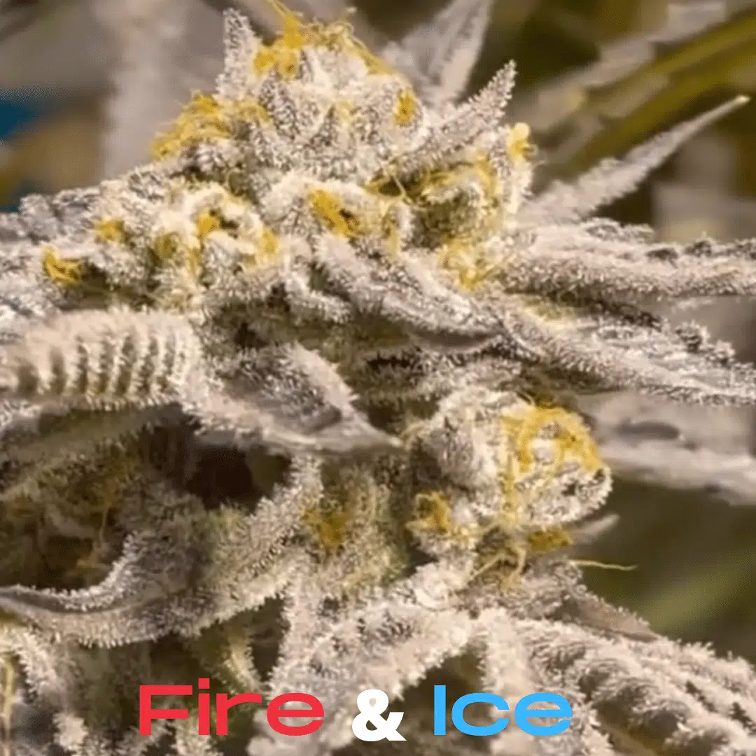 Sunken Treasure Seeds - Fire and Ice - Reg Photo 12 Pack