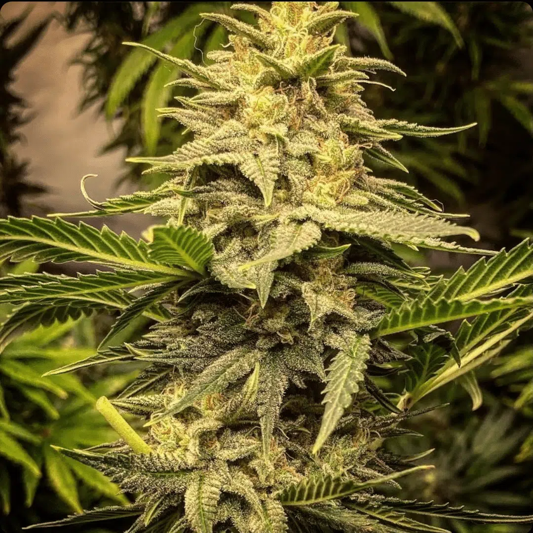 Forgotten Oranges Auto | Butter Bean Birdseed | FEM Autoflower Seeds