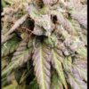 Sofem Genetics – Fruity Fix Strain – Fem Photo – 3 Pack - Image 2