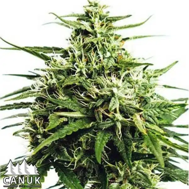 GG#4 Auto | Canuk Seeds | FEM Autoflower Seeds
