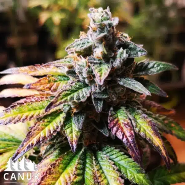 GG#4 | Canuk Seeds | FEM Photoperiod Seeds