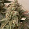 Sofem Genetics – GG4 Tangie Strain – Auto Fem – 3 Pack - Image 2