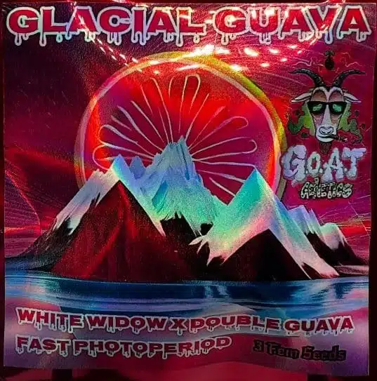 Glacial Guava | Goat Genetics | FEM Fast Photoperiod Seeds