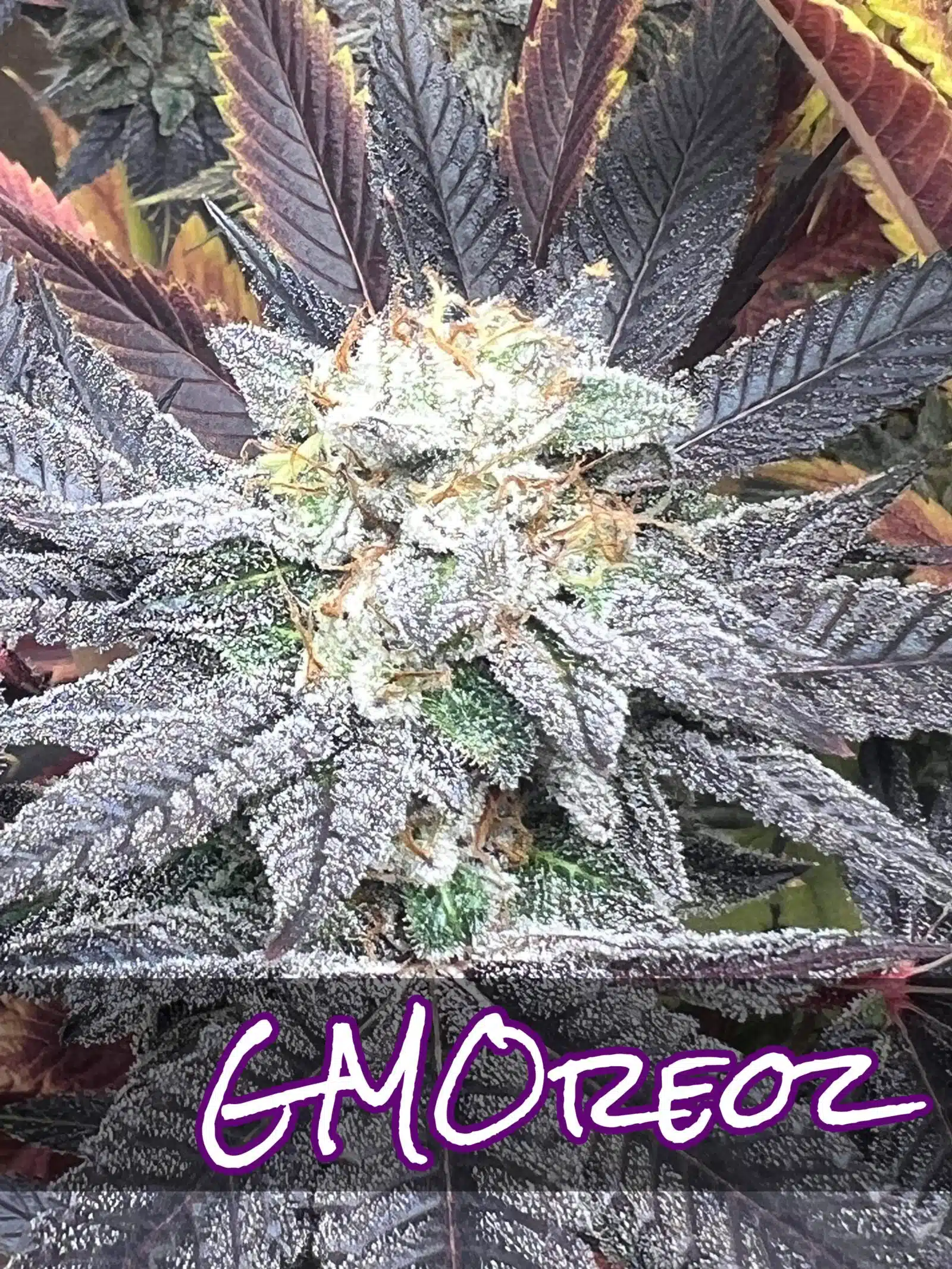 Sofem Genetics – GMOreoz Strain – Fem Photo – 5 Pack
