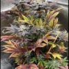 Sofem Genetics – GMOreoz Strain – Fem Photo – 5 Pack - Image 2