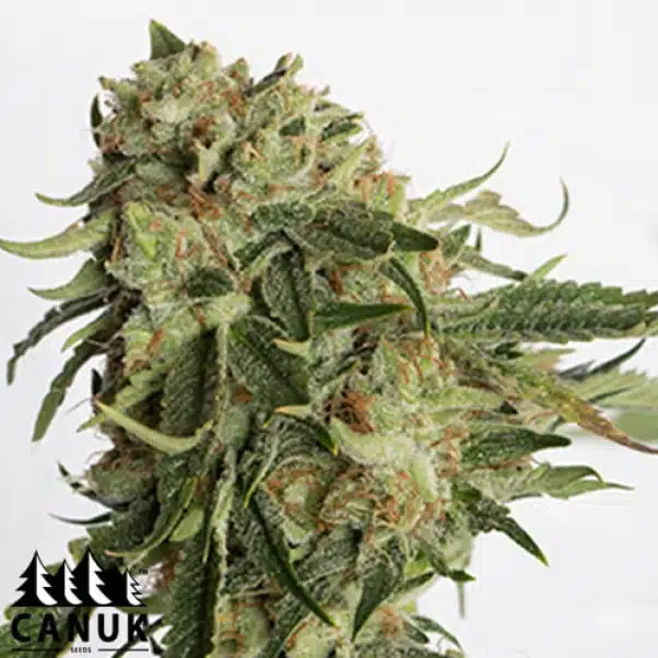 The Gold Rush by Canuk seeds