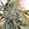 Speedrun Seeds – Golden Gun Strain – Auto Fem - Image 2