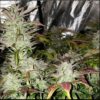 Sofem Genetics – Gooseberry Strain – Fem Photo – 3 Pack - Image 2