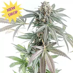 Mosca Seeds � Gorilla Cookie Cakes Strain � Auto Fem � 5 Pack
