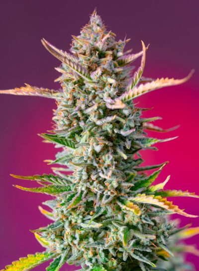 Sweet Seeds – Gorilla Sherbet F1 Fast Strain – Fem Photo