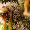 Sweet Seeds – Gorilla Sherbet F1 Fast Strain – Fem Photo - Image 2