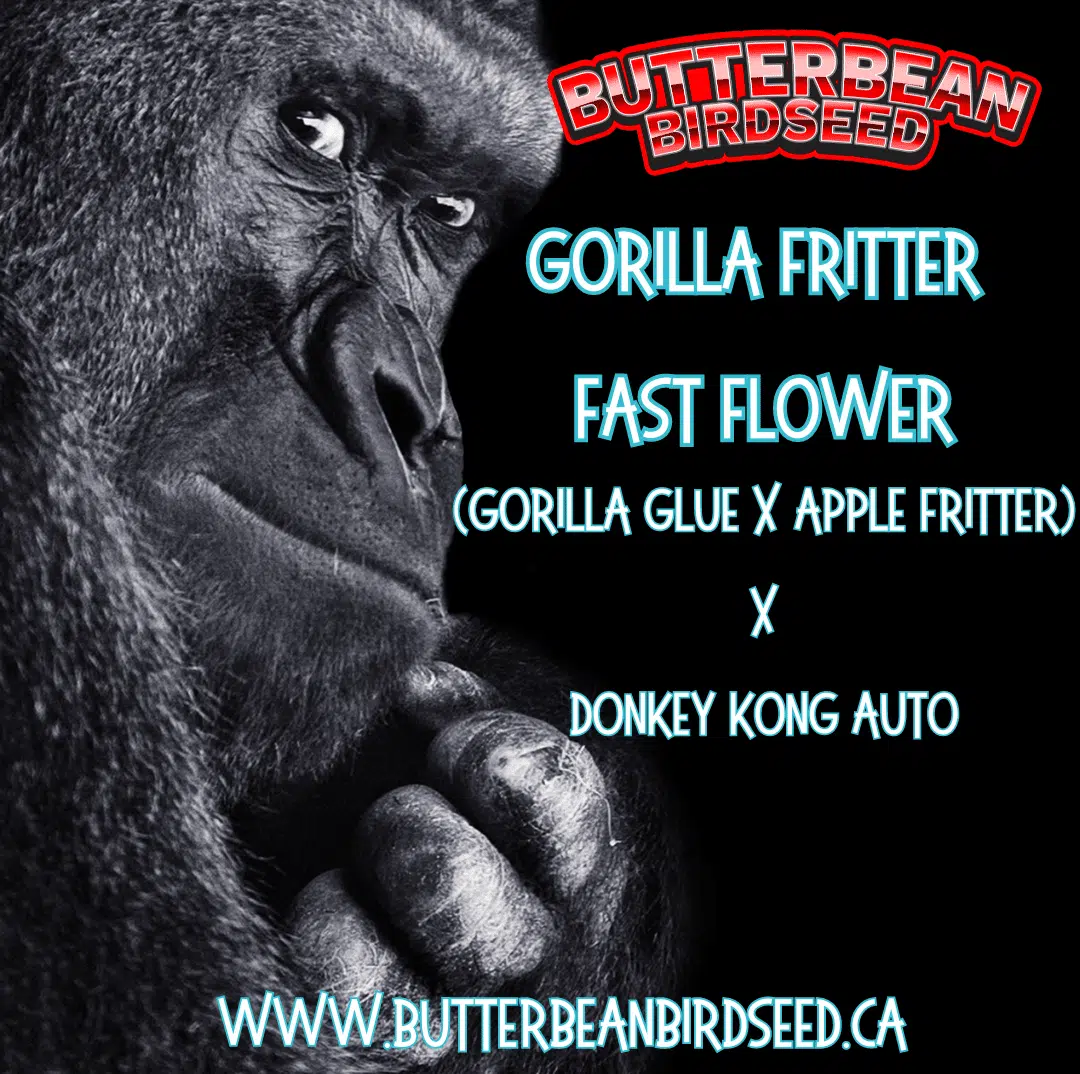 Gorilla Fritter | Butter Bean Birdseed | FEM Fast Photoperiod Seeds