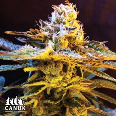 The Grandaddy Black by Canuk seeds