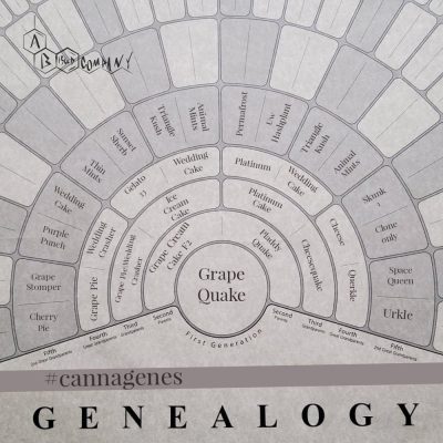 Image of genealogy of grape quake