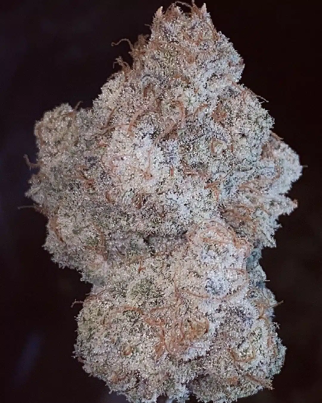 GRAPESTOMPER OG BX | SUNKEN TREASURE SEEDS | PHOTOPERIOD CANNABIS SEEDS REGULAR