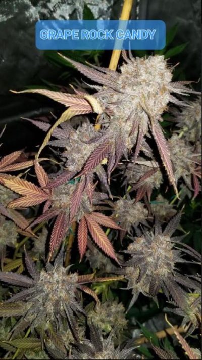 Cannabis plant with frosty purple buds named Grape Rock Candy, showcasing mature trichomes and dark foliage.