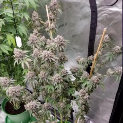 Mature cannabis plant with dense buds in an indoor setup, with a grow tent and artificial lighting in the background.