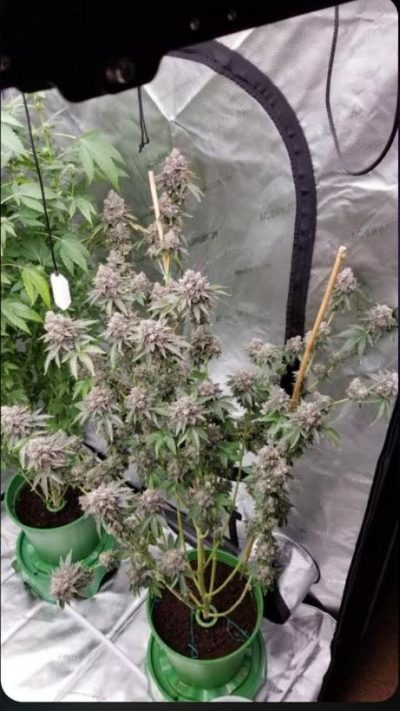 Mature cannabis plant with dense buds in an indoor setup, with a grow tent and artificial lighting in the background.