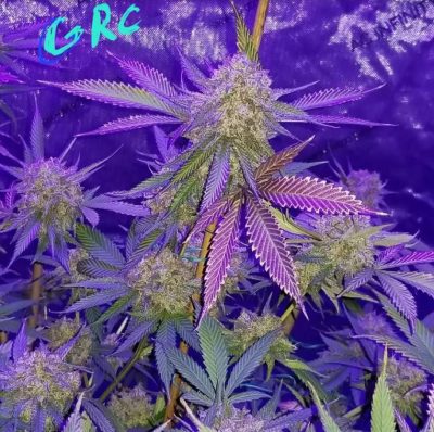 Vibrant cannabis plant with purple-hued leaves under blue light, cyan 'GRC' text at the top.