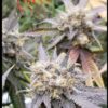 Close-up of dense cannabis flowers with purple leaves and trichomes, marked with red 'GRC' text overhead.